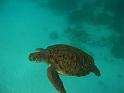 Similan (137)